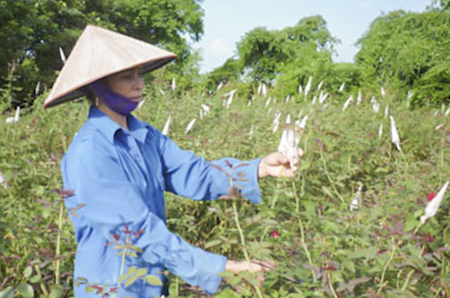 Kinh tế ph&aacute;t triển nhờ trồng hoa v&agrave; c&acirc;y cảnh